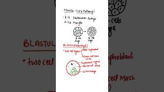 Morula and Blastula Blastocyst shorts morula blastocyst blastula [upl. by Kristofor242]