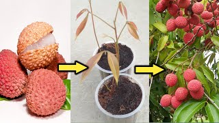 How to grow Lychee plant from seeds  लीची का पौधा बीज से उगाये । [upl. by Atinaej]