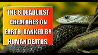 The 6 Deadliest Creatures on Earth Ranked by Human Deaths [upl. by Colvin]