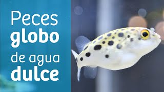 Pez globo de agua dulce · Variedades y comportamiento 🐡 [upl. by Vogele799]