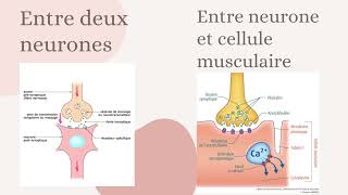 Comportements mouvement et système nerveux [upl. by Suzanna66]