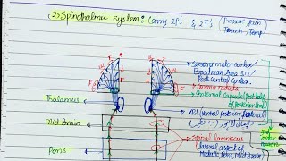 Quick review of Neuroanatomy Ascending and descending Pathwaysby Dr Junaid khan [upl. by Avi137]