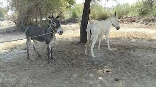 Donkey Treatment video 2024 [upl. by Madelina565]