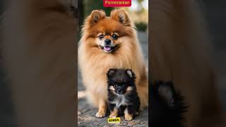 About Pomeranian dog breeddogsbreed doginfo doglover generalknowledge [upl. by Nnylaehs215]