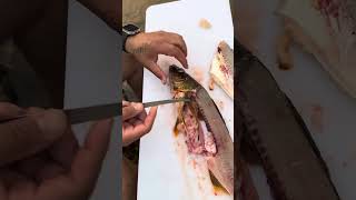 Quick Fillet Walleye [upl. by Battiste925]