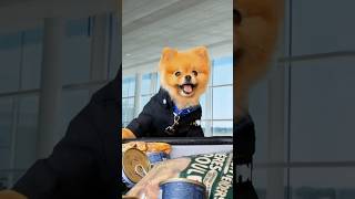 When your dog is a drug sniffing dog 🐶 cococutiepom pets sitcom funny [upl. by Eybba]