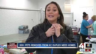 KC Pet Project to start adopting out 270 animals found in one home [upl. by Leigha]