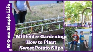 Mittleider Gardening How to Plant Sweet Potato Slips [upl. by Grissom]