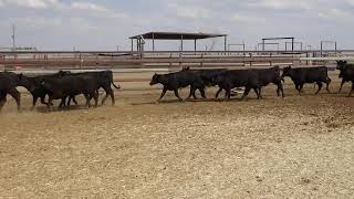 132 YAMMATREE ANGUS WEANER HEIFERS HGP FREE  AV 2201KG CURFEWED [upl. by Rushing]