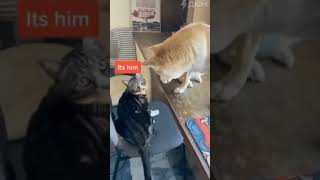 Dog finds the culprit 🤣 dog doglover dogshorts catlover cat catshorts funnydogvideos [upl. by Pren]