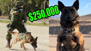 This is What a 250000 Elite Protection Dog Looks like [upl. by Ynney290]