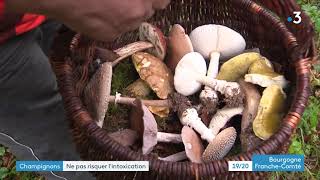 Champignons comestibles ou toxiques  Les conseils pour éviter de s’empoisonner [upl. by Nirihs]