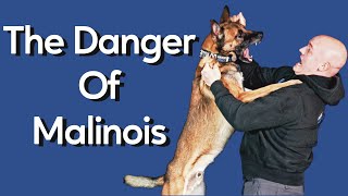 Most Dangerous Thing About Owning Malinois [upl. by Dwaine]