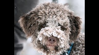 Trüffelhund Woopee  Deutschland ist Trüffelland [upl. by Htebarual]