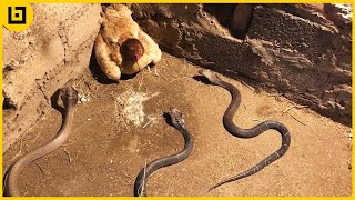 15 Moments When Snakes Messed With The Wrong Opponents [upl. by Siubhan]