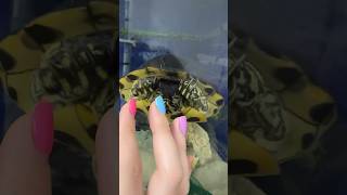 Le TARTARUGHE dimostrano AFFETTO 🤔🐢😍 pets animals tartaruga turtles [upl. by Chloette]