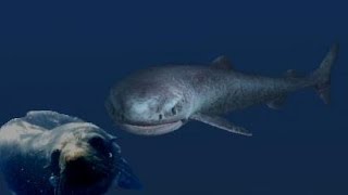 The Mighty and Mysterious Greenland Shark [upl. by Inesita]