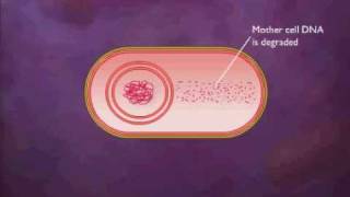 Bacterial Spore Formation Animation Video [upl. by Ydneh329]