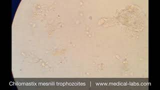 Chilomastix mesnili Trophozoites Lab 4 صيدلة ثانية  طفيليات عملي [upl. by Rikahs]