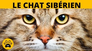 LE CHAT SIBÉRIEN  Origine Caractère Soins et Alimentation [upl. by Leatri]