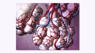 22 La Fibrose Pulmonaire [upl. by Nagel]