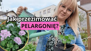 Magia Majtkowego Różu Pelargonie na Przyszły Sezon pelargonia kwiaty ogród  jesień garden [upl. by Ara]