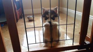 Husky Einstein puppys first howl [upl. by Alfi246]