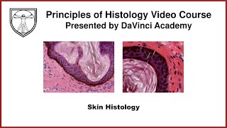 Skin Histology Integumentary System Histology Part 1 of 2 [upl. by Odranreb12]