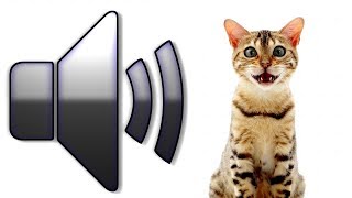 8 HOURS CAT SOUNDS MEOWING NOISES ATTRACT CATS ANNOY CATS [upl. by Elbam]