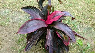 Cordyline fruticosa Mini Plant Care and Information [upl. by Michelle]