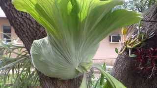 Australian Giant Staghorn Fern Platycerium superbum [upl. by Hartzel]