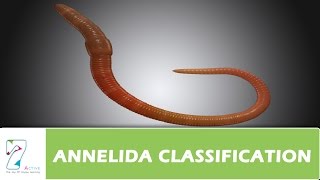 ANNELIDA CLASSIFICATION [upl. by Lramaj289]