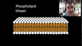 Membranes and selective permeability [upl. by Fogg]