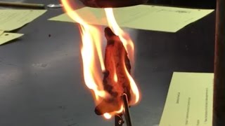 Burning Doritos in Chemistry Class  Calorimeter experiment [upl. by Skippy]