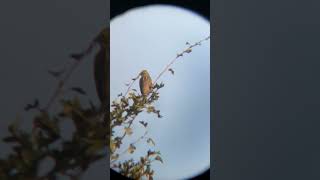 Вівсянка звичайна  Yellowhammer [upl. by Sussman342]