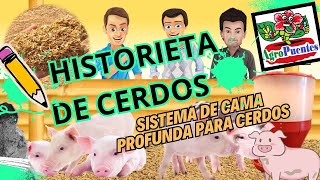 HISTORIETA DE CERDOS Sistema de cama profunda [upl. by Sauncho511]