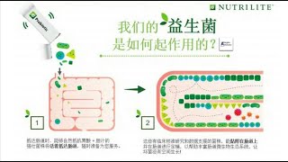 科学证实的益生菌  複合益生菌 Probiotic  Nutrilite 纽崔莱  Amway 安利 [upl. by Valina]