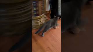 Kitten playingcutekittten cat rescuecats [upl. by Atilrak]