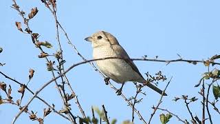 Bempton shrike 51024 [upl. by Moclam]