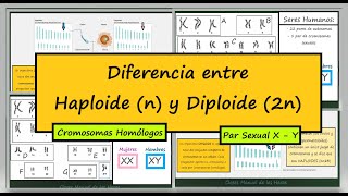 Diferencia entre Haploide y Diploide Dotaciones Cromosómicas Cromosomas Homólogos Biología [upl. by Htebizile]