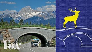 Wildlife crossings stop roadkill Why arent there more [upl. by Carlie]