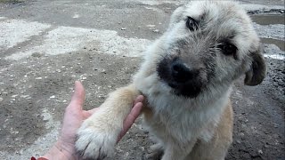 Puppy Abandoned on a Busy Road Gets Rescued Just in Time [upl. by Clance]