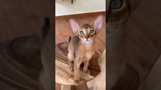 Adorable Abyssinian kitten 🥰🐈 abyssiniancat [upl. by Bahe]