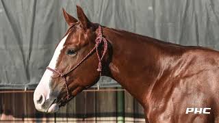 LOT 2106 REYZIN H E DOUBLE L WB NCHA FUTURITY 2YO SALE 2024 [upl. by Pradeep]