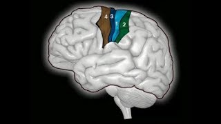 Motor System Voluntary Movement  Brain Anatomy Anatomy of the Human Brain [upl. by Etnovahs]