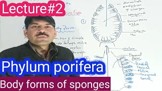 poriferabody forms of sponges BSC BS ADS Zoology aliuzairpakistan [upl. by Pris]