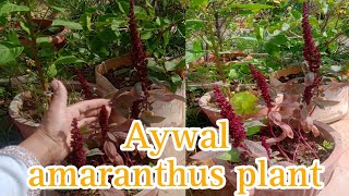 ऐवल ऐमरेन्थस सुंदर फुल देने वाला पोधाAywal amaranthus plant careamaranthus [upl. by Hartmunn]