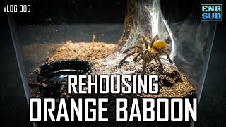 Rehousing Orange Baboon Tarantula  My First Old World Tarantula [upl. by Adrahc850]