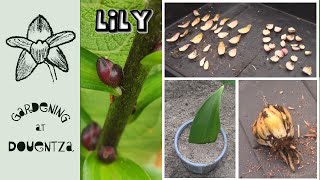 6 Ways to Propagate Lilies  Scaling Bulbils Division Cuttings Bulblets amp Seed [upl. by Niraa]