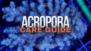 Acropora Care Essential Tips for Thriving Staghorn and Table Corals [upl. by Neras]